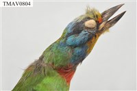 五色鳥藏品圖，第8張